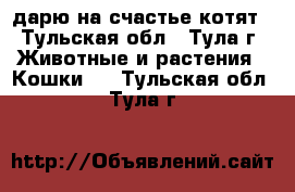 дарю на счастье котят - Тульская обл., Тула г. Животные и растения » Кошки   . Тульская обл.,Тула г.